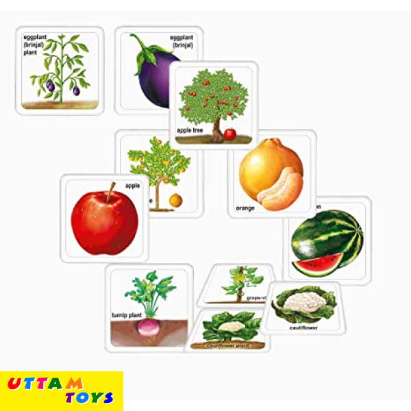 Creative's Fruits Vegetables And Their Plants
