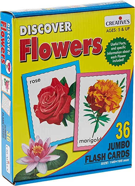 Creative Discover Birds Jumbo Flash Cards